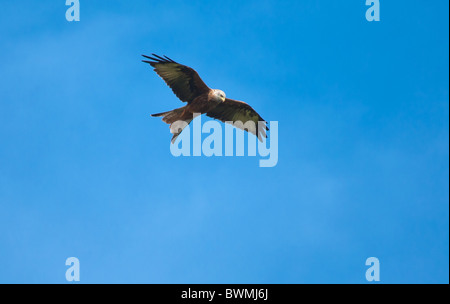 Ein Rotmilan niedrig fliegen in den Himmel über Aston Rowant Nature Reserve Stockfoto