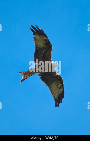 Ein Rotmilan niedrig fliegen in den Himmel über Aston Rowant Nature Reserve Stockfoto