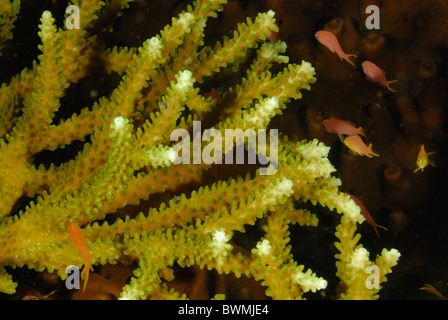 Harten Korallen Acropora SP., Acroporidae, Celenterata, Tualmben, Bali, Indonesien Indo-Pazifik Stockfoto