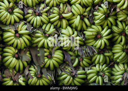 Blumensträuße geschnitten Bananen an einem indischen Markt. Andhra Pradesh, Indien Stockfoto