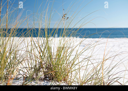 Rasen wächst aus perfekten weißen Sand in den Vordergrund und Wasser des Ozeans an der Golfküste im Hintergrund. Stockfoto