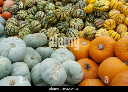 Vielfalt an verschiedenen Kürbissen und Kürbissen beim Kürbisfest In Slindon West Sussex Stockfoto