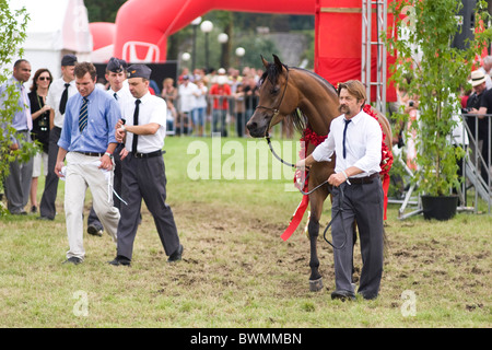 Siegreichen Pferd Stute mit roten Kranz Wettbewerb Janow Podlaski August 2010 Polen Stockfoto