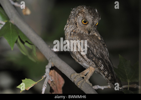 Zwergohreule Eule - eurasischen Zwergohreule Eule - Europäische Zwergohreule Eule (Otus Zwergohreule) thront auf einem Baum - Sommer - Vaucluse - Provence - Frankreich Stockfoto