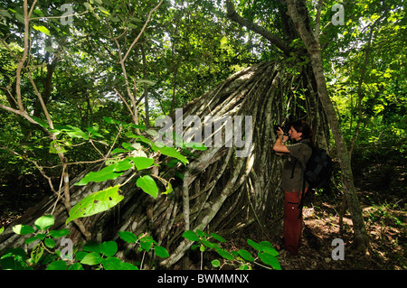 Weeping Fig, Benjamins Feigen (Ficus Benjamina), Gilimanuk Monsunwälder, Nationalpark Bali, Indonesien, Asien Stockfoto