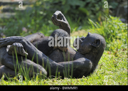 Bonobo - Zwerg Schimpanse - Zwerg Schimpanse (Pan Paniscus) Mutter Verlegung auf Rasen mit ihrem baby Stockfoto