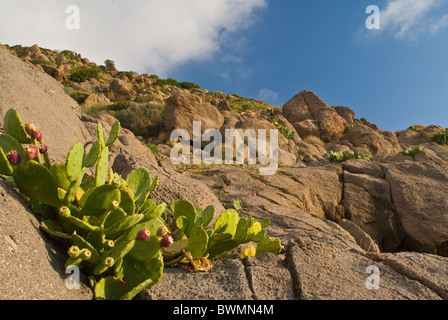 Opuntia Ficus-Indica (indische Feigen Opuntia oder Barbary Fig) ist eine Art von Kaktus Cactaceae Stockfoto