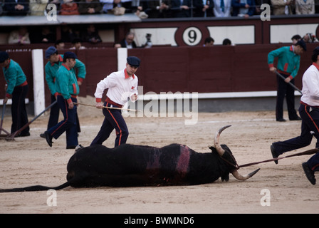 Stierkampf in der Stierkampfarena Las Ventas. Madrid. Spanien. Toten Stier Stockfoto