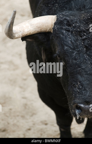 Stierkampf in der Stierkampfarena Las Ventas. Madrid. Spanien Stockfoto