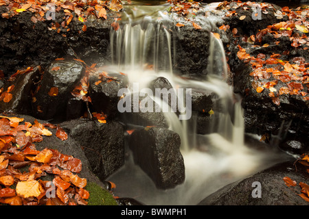 Padley Schlucht/Wald in der Peak District Nationalpark Derbyshire in der Nähe von Grindleford England Stockfoto
