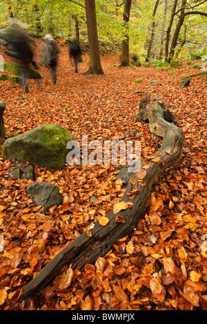 Padley Schlucht/Wald in der Peak District Nationalpark Derbyshire in der Nähe von Grindleford England Stockfoto