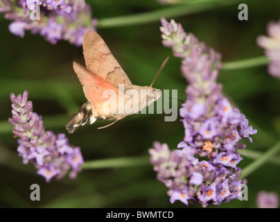 Kolibri Hawkmoth Trinken Nektar aus Lavendel Stockfoto