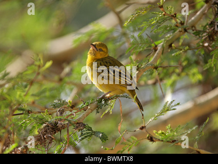 Weibliche weniger maskiert-Weaver, Ploceus Intermedius, meisten. Stockfoto