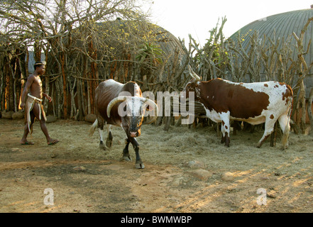 Zulu Mann und Nguni Rinder, Shakaland Zulu-Dorf, Nkwalini Tal, Kwazulu Natal, Südafrika. Stockfoto