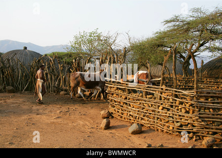 Nguni Rinder in einem Kraal, Shakaland Zulu-Dorf, Nkwalini Tal, Kwazulu Natal, Südafrika. Stockfoto