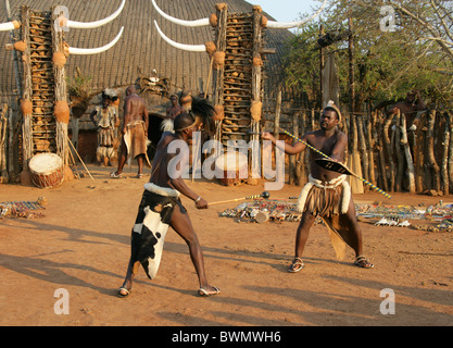 Zulu Männer demonstrieren Kampftechniken mit traditionellen Waffen, Shakaland Zulu-Dorf, Kwazulu Natal, Südafrika. Stockfoto