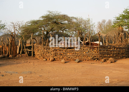 Nguni Rinder in einem Kraal, Shakaland Zulu-Dorf, Nkwalini Tal, Kwazulu Natal, Südafrika. Stockfoto