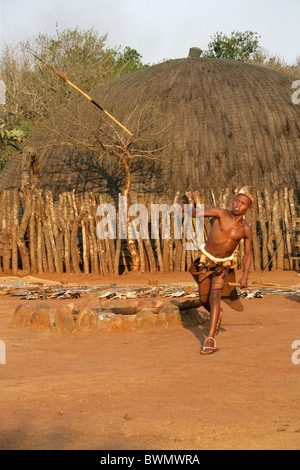 Zulu Krieger wirft einen Speer, Shakaland Zulu-Dorf, Nkwalini Tal, Kwazulu Natal, Südafrika. Stockfoto