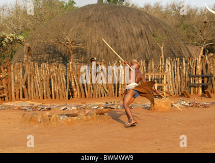 Zulu Krieger wirft einen Speer, Shakaland Zulu-Dorf, Nkwalini Tal, Kwazulu Natal, Südafrika. Stockfoto