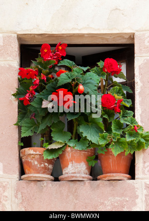 Drei rote Geranien Pflanzen in Töpfen auf der Fensterbank Stockfoto