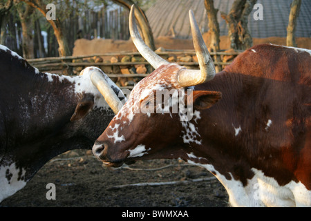 Nguni Rinder in einem Kraal, Shakaland Zulu-Dorf, Nkwalini Tal, Kwazulu Natal, Südafrika. Stockfoto