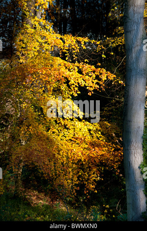 Herbst Stockfoto