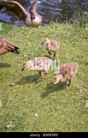 Kanada-Gans Gänsel zu Fuß auf einer Wiese Stockfoto