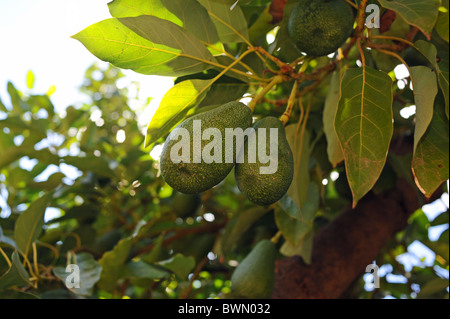Marrakesch Marokko - Avocado-Frucht wächst auf Bäumen im Ourika-Tal im Atlasgebirge Stockfoto
