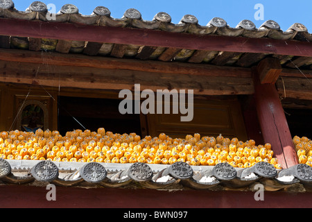Maiskolben, trocknen in der Sonne, unter dem Dach eines landwirtschaftlichen Gebäudes, zu Dorf, Lijiang, China Stockfoto