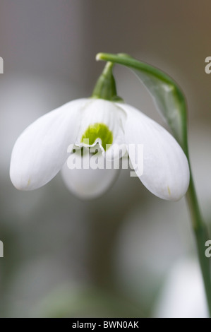 SCHNEEGLÖCKCHEN GALANTHUS HIPPOLYTA Stockfoto