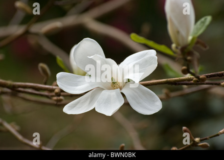 Magnolia X loebneri 'Merrill' Stockfoto