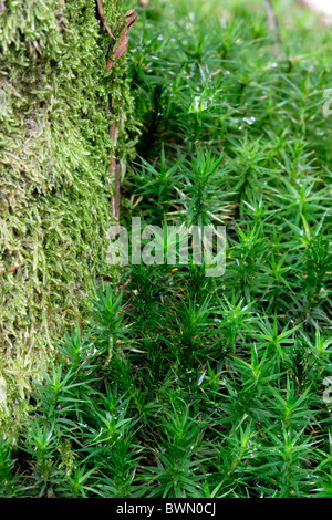 Gemeinsamen Haircap Moos (Polytrichum Commune) am Fuße des Baumes, UK Stockfoto