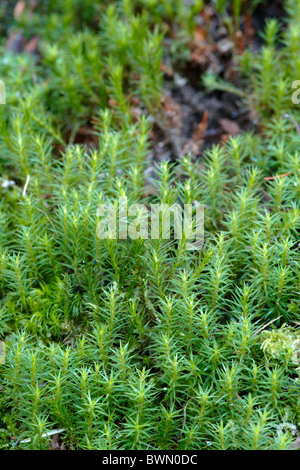 Gemeinsamen Haircap Moss (Polytrichum Commune), England, UK Stockfoto