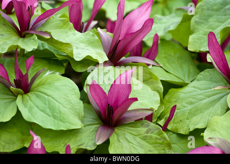 Trillium Chloropetalum Vielzahl giganteum Stockfoto