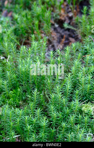Gemeinsamen Haircap Moss (Polytrichum Commune), England, UK Stockfoto