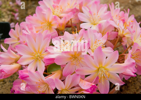 Lewisia Tweedyi Rosa Stockfoto