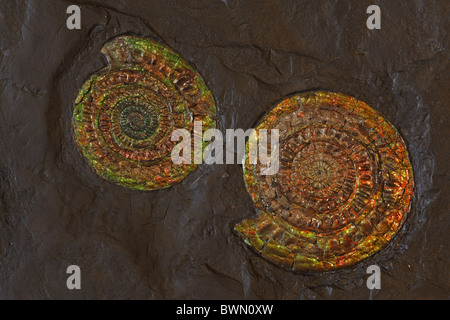 Fossile Ammoniten - Coccosteus Cuspidata - Mid Devon - Caithness - Schottland Stockfoto