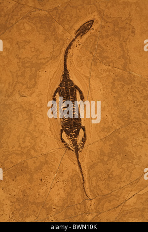 Fossile Reptil - Keichousaurus Hui - Trias - China - Familie Pachypluerosauridae Stockfoto