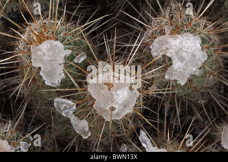 Igel-Kaktus (Echinocereus) mit Schnee nach Wüste Schneesturm - Sonora-Wüste - Arizona - USA Stockfoto