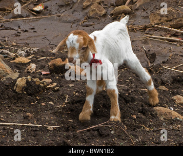 Ein Zicklein spielt in den Schlamm in einem tansanischen Dorf. Stockfoto