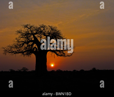 Afrikanischen Sonnenaufgang unter einem sagenumwobenen Baobab-Baum. Stockfoto