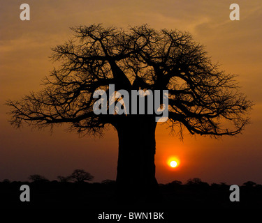 Afrikanischen Sonnenaufgang unter einem sagenumwobenen Baobab-Baum. Stockfoto