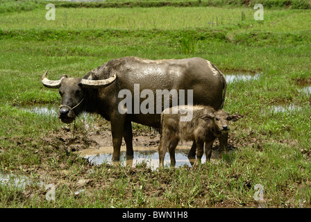 Wasserbüffel mit Kalb, China Stockfoto