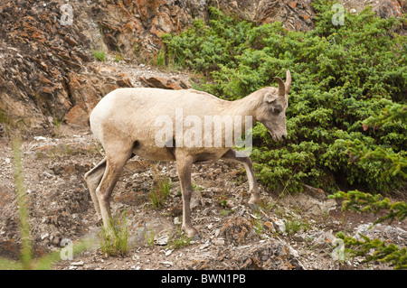 Weibliche Dickhornschafe im Jasper National Park, Alberta, Kanada Stockfoto