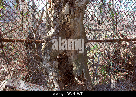 Eingewachsene zaun Draht in einem Baum Stockfoto, Bild: 243016250 - Alamy