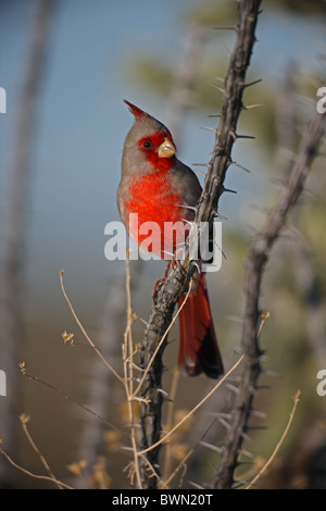 Pyrrhuloxia Cardinalis Sinuatus Arizona männlichen auf ocotillo Stockfoto