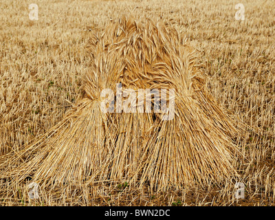 Wheatsheaf in einem Feld, Oxfordshire, Vereinigtes Königreich. Stockfoto