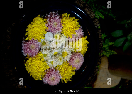 schwimmende Chrysanthemen Stockfoto