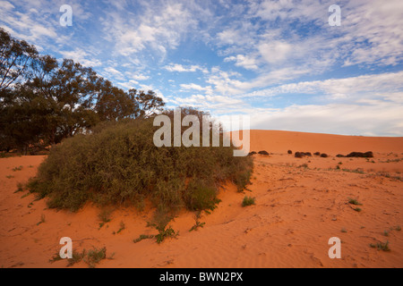 Roten Dünen von Perry Sandhills in der Nähe von Wentworth, New South Wales Stockfoto