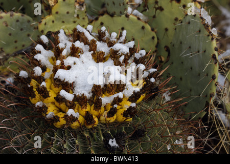 Angelhaken Barrel Cactus mit Früchten im Schnee (Ferocactus Wislizeni) Feigenkaktus (Opuntia Spp) hinter - Sonora-Wüste AZ Stockfoto